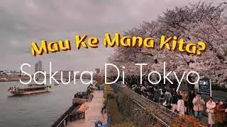 🌸Ultimate Tokyo Cherry Blossom Guide: Best Spots & Tips for Sakura Season🌸