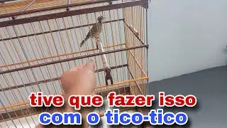 Como ganhar a confiança do tico-tico. Isso é muito importante 
