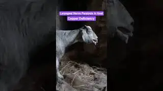 Laryngeal paralysis in goat, snoring disease, noisy breathing (stridor), coughing swallowing problem