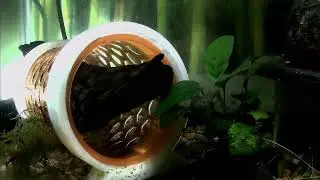 April 26, 2025 - Shrimp Tank - 1080p