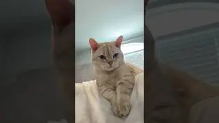 best roommate #cats #pets #cat #catlovers #catsofyoutube