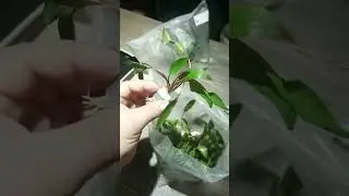 Криптокорина вендта зеленая.Магазин аквариумных рыбок и растений. Москва ул. Гарибальди 36 ribdom.ru