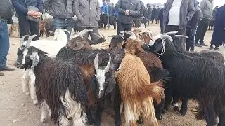 4.02.2026 ECHKILARNI ARZONLARIDAN QARSHI KARVON MOL BOZORIDA 