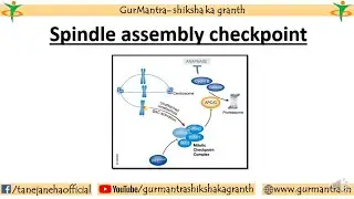 Role of spindle assembly checkpoint in Mitosis (Cell cycle Part 11)