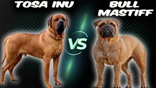 Tosa Inu VS Bull Mastiif-Comparison