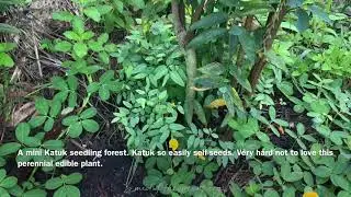 Katuk! An amazing perennial, edible, and self-seeding plant.