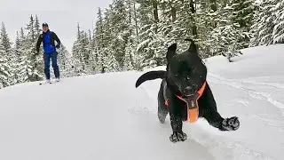 Spring Backcountry Nordic Ski with my Dog | Does the Barlow Butte Hut Exist?