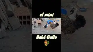mini beb&eacute; gallo xD