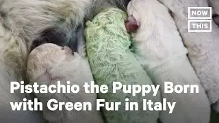 Puppy Born with Green Fur in Italy | NowThis
