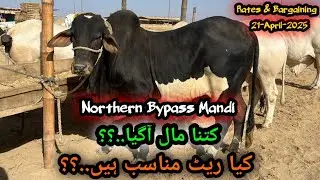 Northern Bypass Mandi || Rates & Bargaining || Mandi Mei Kitna Maal Agaya?? || New Truck Entry