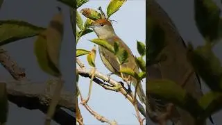 Female Blackcap Part II - UK Birds #shorts