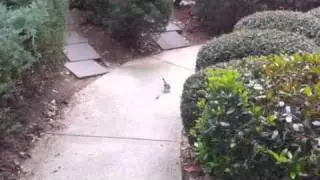 Cat bird vs lizard