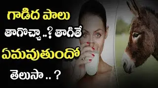 Drinking Donkey Milk Is Healthy Or Not Know The Truth - Mana Arogyam Telugu Health Tips
