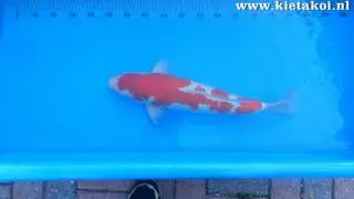 Mano Tomeizo   54 cm   Kohaku   04 06 2016