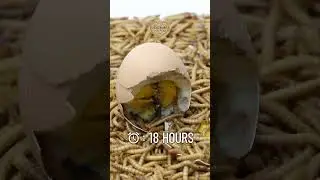 What Happens When Mealworms Eat EGG? | Timelapse Experiment #timelapse #insects