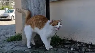 Самая смешная встреча с уличной кошкой в ​​истории!