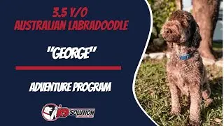 🐶Dog Trainers Palm Beach County / Dog Training Palm Beach County 🦮