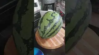 WE FINALLY CUT AN ORANGE-GLO WATERMELON FROM THE VINE! WHAT COLOR IS IT INSIDE?!? #orangewatermelon
