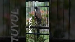 #shorts Burung Cendet Gacor TUYUL Isian Gereja Tarung