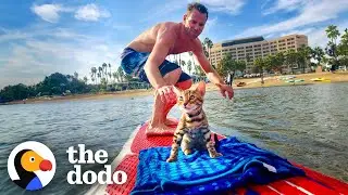 Cat Learns How To Surf Just To Be Near Dad | The Dodo