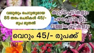 വലുതും ചെറുതുമായ ഒട്ടനവധി ചെടികൾ 45/- രൂപ മുതൽ ,85 തരം ചെടികൾ #leafgarden #combopackage #milkfruit
