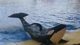 Orca live show Tenerife #travel #orca #sea 