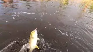Topwater explosions