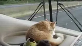 Kiki's, big orange cats first RV trip