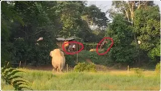 🐘 Wild Elephant Inside Home! 😱 Real Village Attack 🔥#elephantattack #wildelephant 
