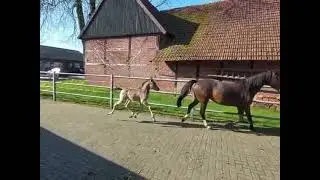 Golden Grey NRW / Cockney Cracker / Coco Cracker - HF aus der Zucht von Mandy Schymik, D&uuml;lmen.