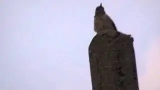 Bird spotting
