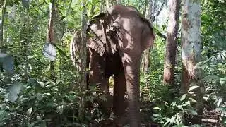 Elephant free in the forest.#domestic elephant.#Cambodia's elephant.