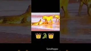 Crocodile always stronger then lions  #shorts #short