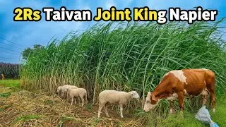 Inside the Joint King Napier Farming Revolution in Karnataka