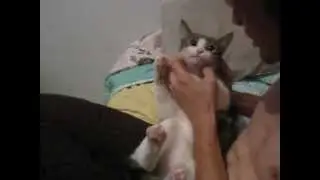 KITTY BOY- Kitty at my foot and I want to touch it! Meow!