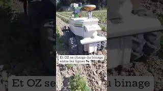 Le robot OZ au semis et au binage de haricots ! #desherbagemecanique #farming  #agriculture