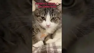 🆘❤️ PUFFETTA &egrave; una cucciola di poco pi&ugrave; di 4 mesi e cerca CASA 🏠❤️🆘