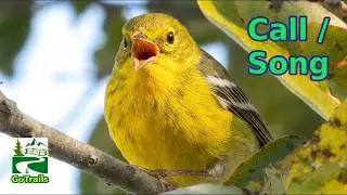 Pine warbler song / singing / call / sound | bird