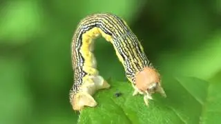 Linden Looper Moth Caterpillar (Geometridae: Erannis tiliaria) Close-up