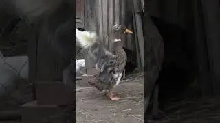 Look at this charming duck, isn't he charming?