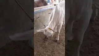 Most Dangerous & Very Beautiful Gulabi Cow For Qurbani 2024