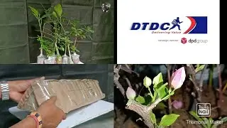 how to courier your plant/प्लांट को कैसे कुरियर किया जाता है/प्लांट को पैकेजिंग कैसे किया जाता है।