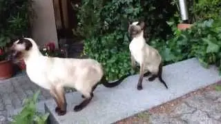 Silver Fox', my happy  Siamese Seal-Point cats 2
