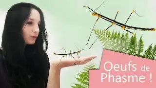 Faire éclore des œufs de phasme (Oreophoetes peruana)