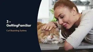 Preparing Your Cat for Boarding - Cat Boarding Sydney