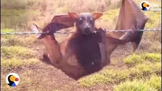 Hundreds Of Bats Caught On Barbed Fences Rescued by AWESOME Lady | The Dodo