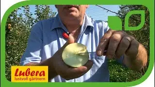 Die Z&uuml;chtung samenloser resistenter Apfelsorten bei Lubera&reg;