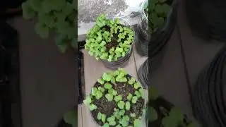 Growing Red Radish At Home Balkan Garden