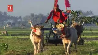 Makepung, The Unique Bull Race of Jembrana, Bali