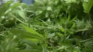 Special session opens to take up recreational marijuana legislation